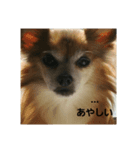 ワンコの叫び（個別スタンプ：1）