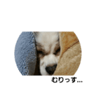 ワンコの叫び（個別スタンプ：3）