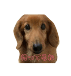 ちゃぴ爺さんのご隠居生活（個別スタンプ：3）