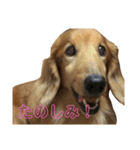 ちゃぴ爺さんのご隠居生活（個別スタンプ：8）