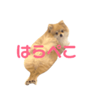 てるやまきなこ（個別スタンプ：8）