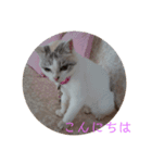 ジャブチャン（個別スタンプ：1）