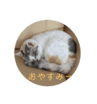 ジャブチャン（個別スタンプ：6）