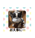 フレンチブルドッグのブヒブヒリキたん（個別スタンプ：4）