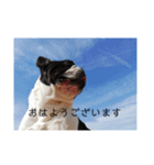 フレンチブルドッグのブヒブヒリキたん（個別スタンプ：6）