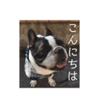 フレンチブルドッグのブヒブヒリキたん（個別スタンプ：7）