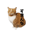 にゃんだふる 2（個別スタンプ：5）