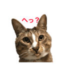 うちのわがままねこ（個別スタンプ：1）