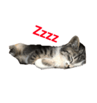 うちのわがままねこ（個別スタンプ：2）
