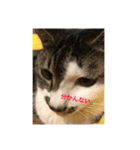 うちのわがままねこ（個別スタンプ：3）