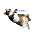 うちのわがままねこ（個別スタンプ：5）