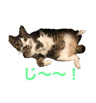 うちのわがままねこ（個別スタンプ：6）