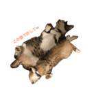 うちのわがままねこ（個別スタンプ：7）