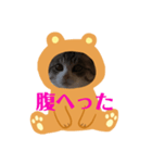 チロ助スタンプ8（個別スタンプ：5）