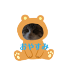 チロ助スタンプ8（個別スタンプ：6）