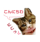 桃日々のいろいろな表情（個別スタンプ：1）