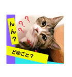 桃日々のいろいろな表情（個別スタンプ：4）