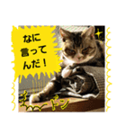 桃日々のいろいろな表情（個別スタンプ：7）