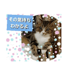 桃日々のいろいろな表情（個別スタンプ：8）