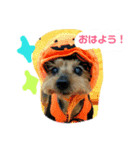 チャッピーくんの日常（個別スタンプ：1）