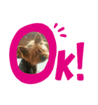 チャッピーくんの日常（個別スタンプ：3）