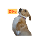 チワックスのこまちゃん（個別スタンプ：2）