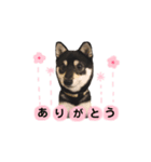 黒柴ゆずスタンプ（個別スタンプ：1）