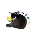 黒柴ゆずスタンプ（個別スタンプ：8）