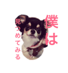 べこ（個別スタンプ：6）