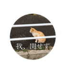 Cat.Corp（個別スタンプ：4）