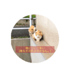 Cat.Corp（個別スタンプ：5）