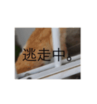 Cat.Corp（個別スタンプ：6）