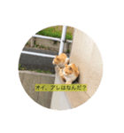 Cat.Corp（個別スタンプ：8）