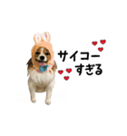 パピヨンの麦ちゃん2（個別スタンプ：3）