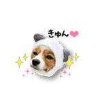 パピヨンの麦ちゃん2（個別スタンプ：4）