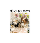 パピヨンの麦ちゃん2（個別スタンプ：5）