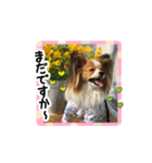 パピヨンの麦ちゃん2（個別スタンプ：7）