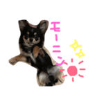 いっぬのチクワ先輩（個別スタンプ：1）