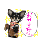 いっぬのチクワ先輩（個別スタンプ：2）