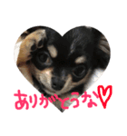 いっぬのチクワ先輩（個別スタンプ：3）