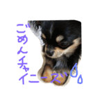 いっぬのチクワ先輩（個別スタンプ：4）