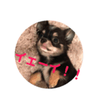 いっぬのチクワ先輩（個別スタンプ：5）