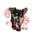 いっぬのチクワ先輩（個別スタンプ：6）