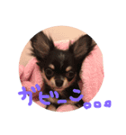 いっぬのチクワ先輩（個別スタンプ：7）