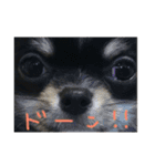 いっぬのチクワ先輩（個別スタンプ：8）
