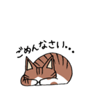 うちの茶白猫スタンプ（個別スタンプ：8）