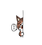 うちの茶白猫スタンプ（個別スタンプ：23）