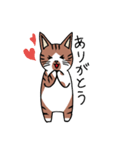 うちの茶白猫スタンプ（個別スタンプ：38）