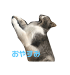 ジョイくんスタンプ（個別スタンプ：3）