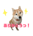 豆柴ぴた子のスタンプ2（個別スタンプ：1）